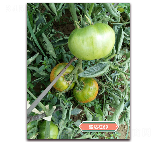 ʢ�_��69-���ѷN��-�Aʢ�_