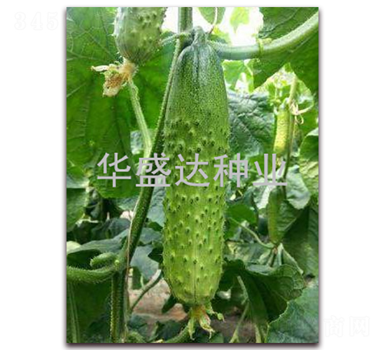 ʢ�_908-�S�ϷN��-�Aʢ�_