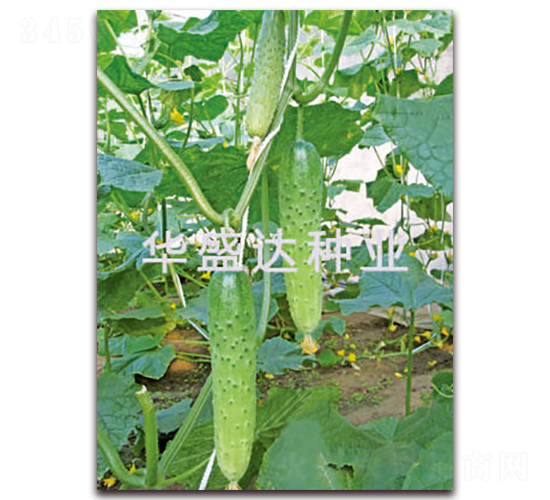 ʢ�_(d��)116-�S�ϷN��-�Aʢ�_(d��)