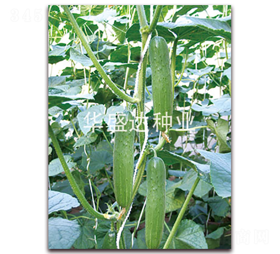 ʢ�_168-�S�ϷN��-�Aʢ�_