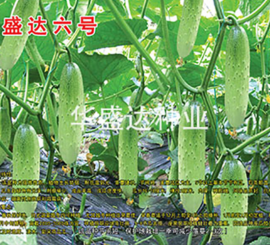 ʢ�_��̖-�S�ϷN��-�Aʢ�_