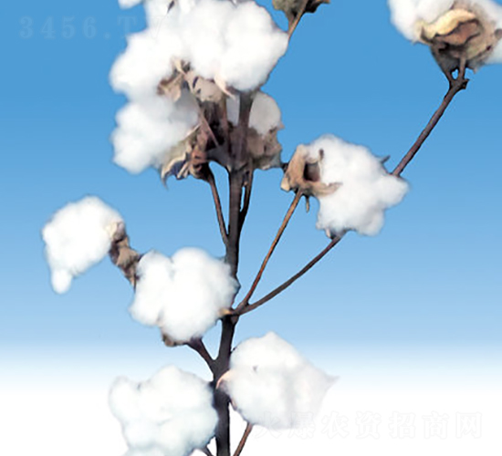 �º�39̖-�޻��N��-��ʥ�̷N�I(y��)