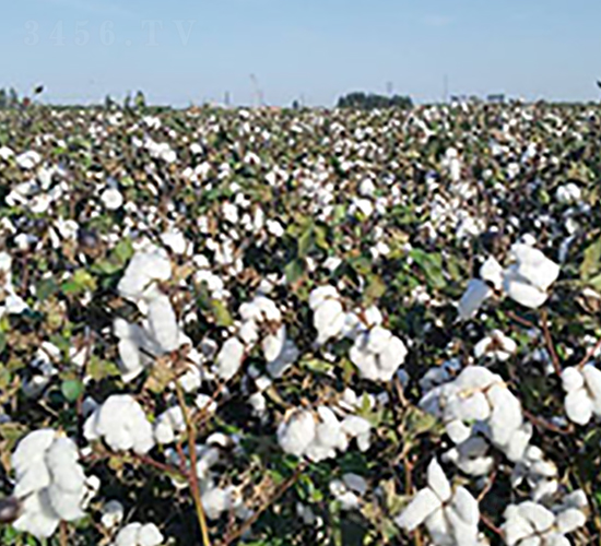 �����76̖(h��o)-�޻��N��-��ʥ�̷N�I(y��)