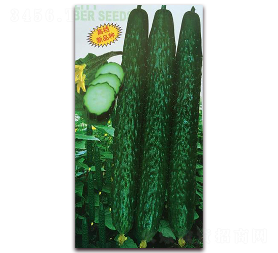 �����S��-�S�ϷN��-�����S��