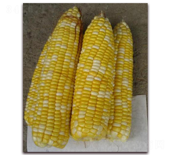 ������һ̖-��Ŵ���׷N��-�����S��