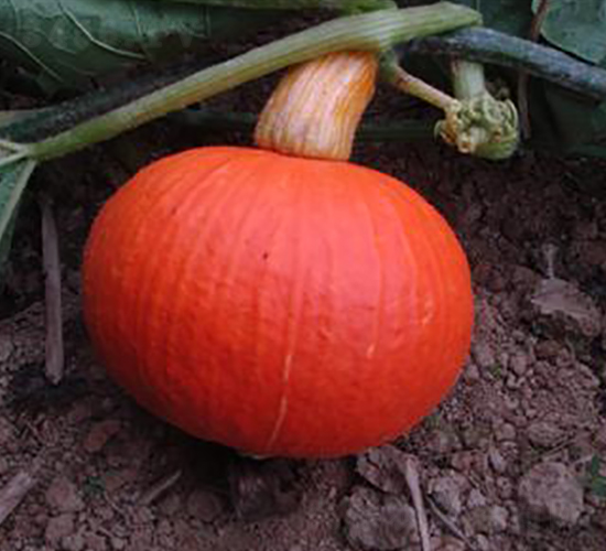 �|���t-�ϹϷN��-�����S��