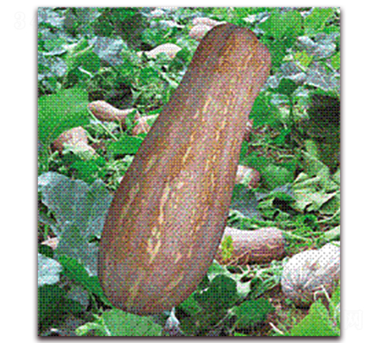 �S���۱��Ϲ�-�ϹϷN��-�����S��