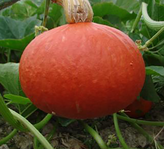 �t���̖-�ϹϷN��-�����S��