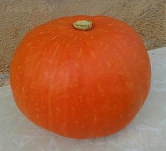 ����t-�ϹϷN��-�����S��