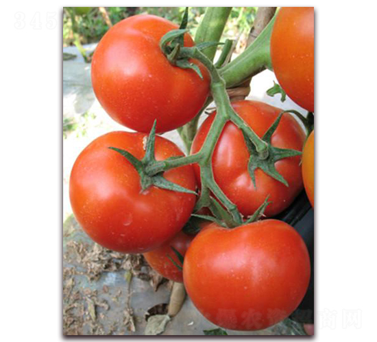 ����-���ѷN��-�����S��