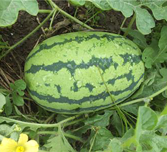 �S��G��-���ϷN��-�����S��