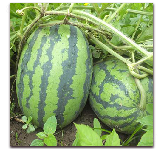 �S�����-���ϷN��-�����S��