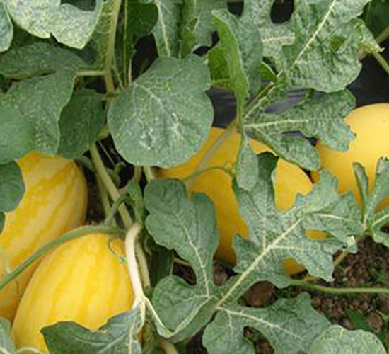 ������-��ϷN��-�����S��