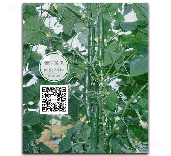 ���A��̖(h��o)-�S�ϷN��-�¸ɾ�