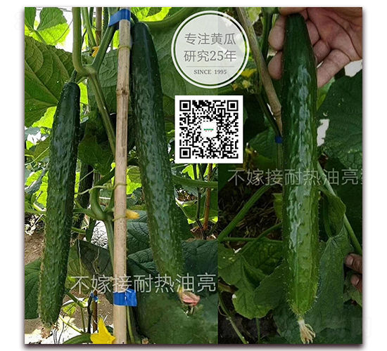 ���h-�ܴ��S�ϷN��-�¸ɾ�