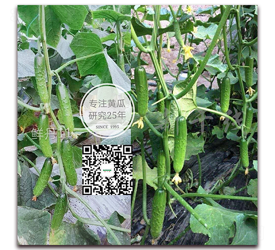 �r��ʮһ̖-�S�ϷN��-�¸ɾ�