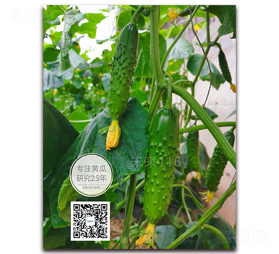 δ��116-�S�ϷN��-�¸ɾ�