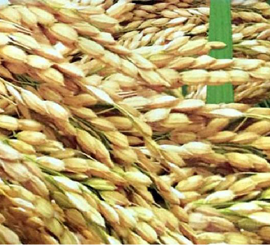 �r(n��ng)��15̖(h��o)-ˮ���N��-���ƷN�I(y��)