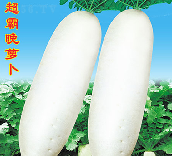 �������}��-�}���N��-�f�r(n��ng)�߿�