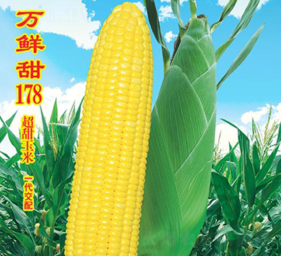 �f(w��n)�r��178-�����׷N��-�f(w��n)�r(n��ng)�߿�