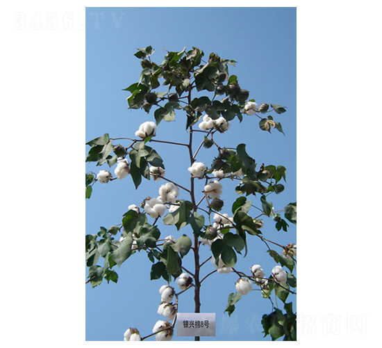 �y�d��8̖(h��o)-�޻��N��-����N�I(y��)