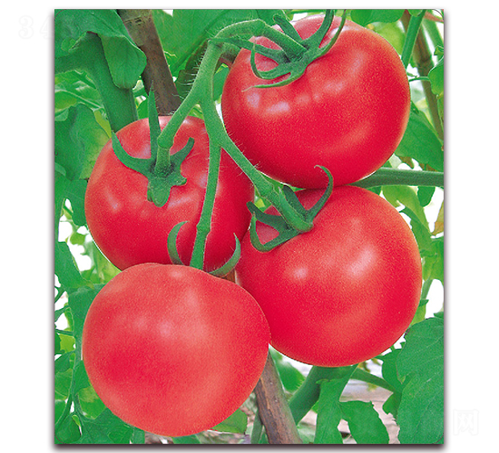 �m��-���ѷN��-����(y��u)�߿�