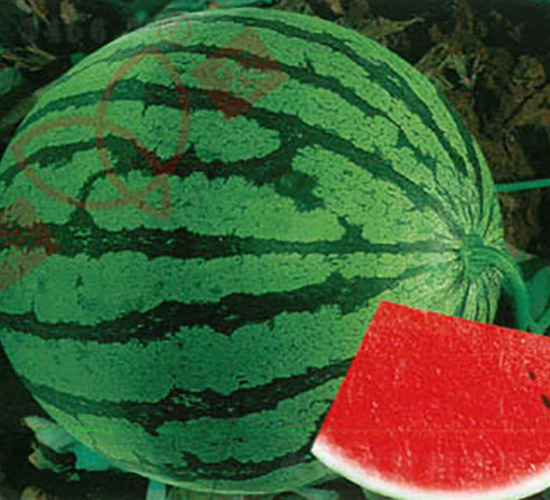 С����-���ϷN��-���r(n��ng)�N�I(y��)