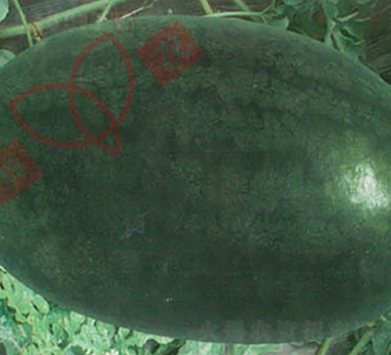 �_��������-���ϷN��-���r(n��ng)�N�I(y��)