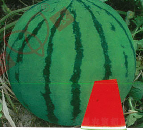 ����t��-���ϷN��-���r�N�I(y��)