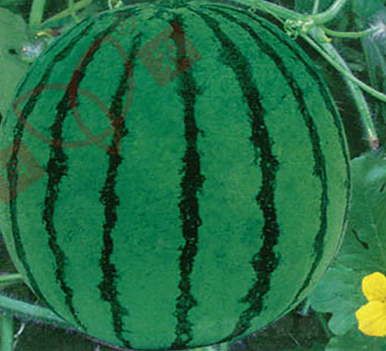 ������-���ϷN��-���r(n��ng)�N�I(y��)