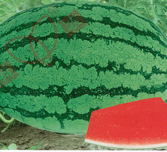 �ތ���̖-���ϷN��-���r(n��ng)�N�I(y��)