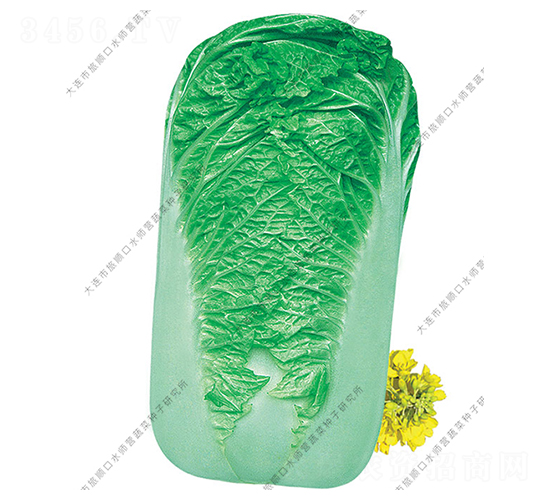 ˮ���I�ޟo��-�ײ˷N��-ˮ���I