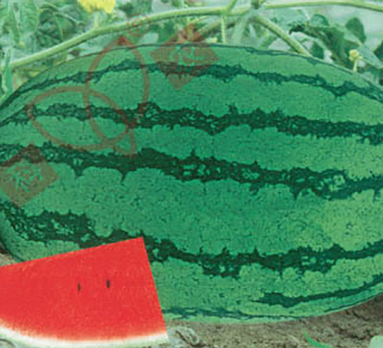 ���r(n��ng)����-���ϷN��-���r(n��ng)�N�I(y��)