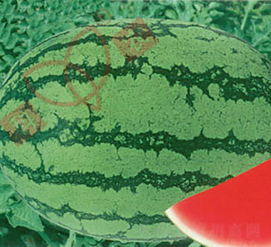 ���r(n��ng)��̖���㌏��-���ϷN��-���r(n��ng)�N�I(y��)