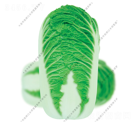 �¿��108-�ײ˷N��-ˮ���I