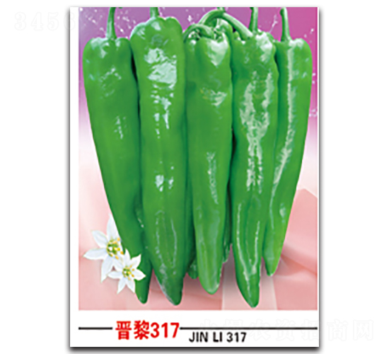 �x��317-�����N��-�x���