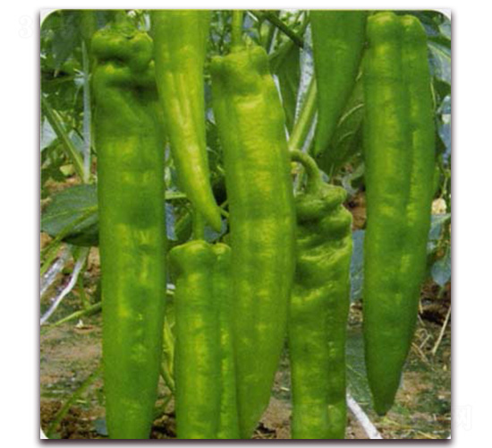 Ǭ�а�̖(h��o)-�����N��-Ǭ���N�I(y��)