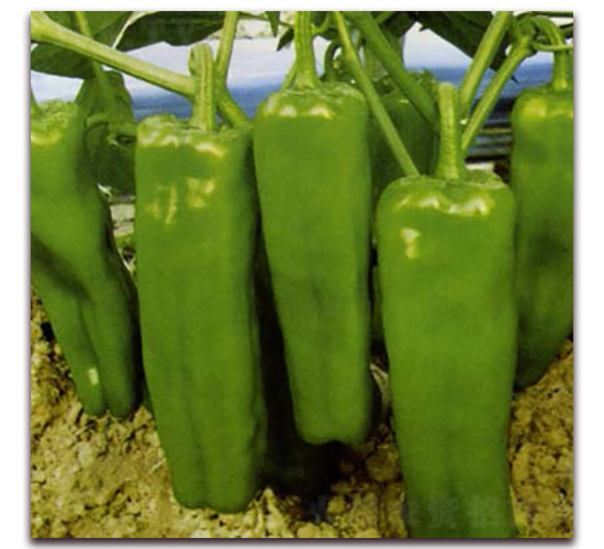 ����-�����N��-Ǭ���N�I(y��)