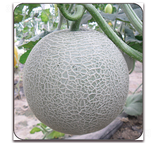 ���W(w��ng)��һ̖(h��o)-��ϷN��-Ǭ���N�I(y��)