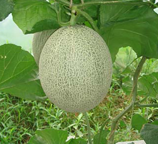 ���-��ϷN��-Ǭ���N�I(y��)