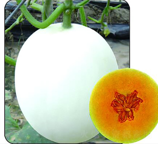 ѩ��t-��ϷN��-Ǭ���N�I(y��)