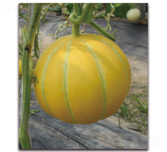 ���ᭇ-��ϷN��-Ǭ���N�I(y��)