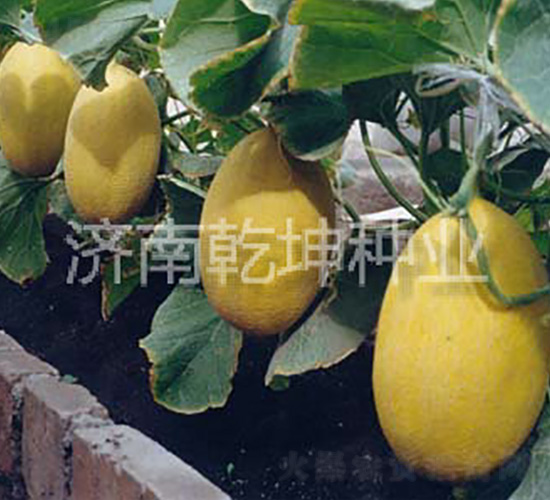 �t��-���ܹϷN��-Ǭ���N�I(y��)