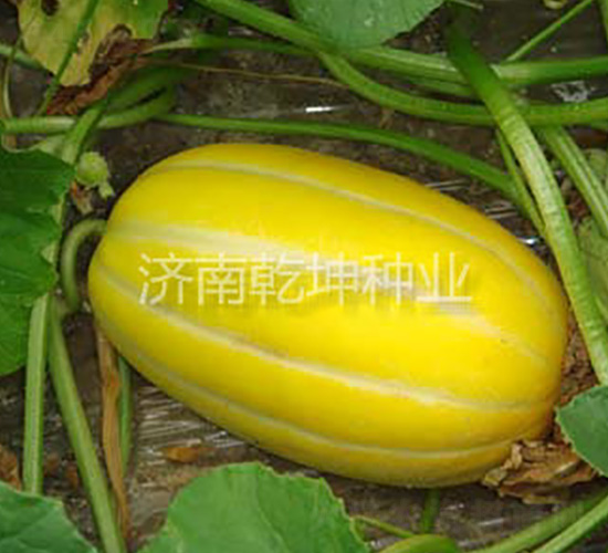 �����-��ϷN��-Ǭ���N�I(y��)