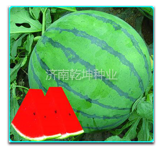 ���x866-���ϷN��-Ǭ���N�I(y��)