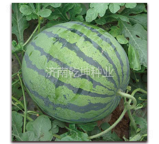 ���xǬ����ѩ-���ϷN��-Ǭ���N�I(y��)