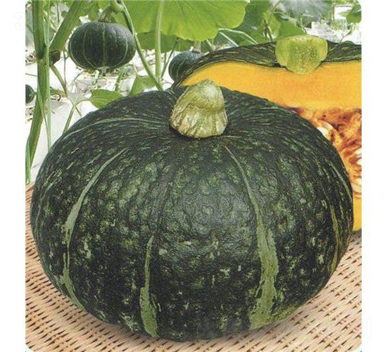 �����Ϲ�-�ϹϷN��-��̩�_(d��)