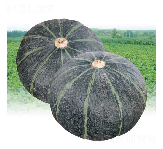 �����Ϲ�-�ϹϷN��-��̩�_