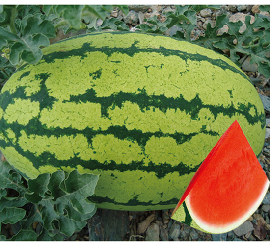 �»�һ̖-���ϷN��-��̩�_(d��)