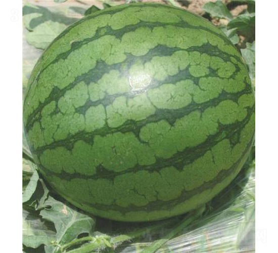 �ļ��ᭇ����-���ϷN��-��̩�_